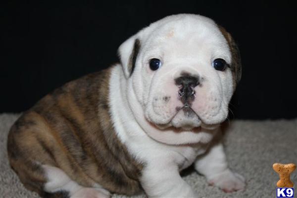 English Bulldog