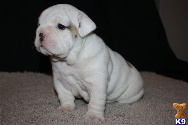 English Bulldog