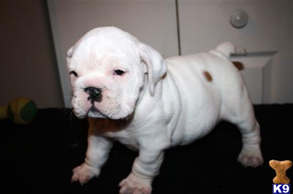 English Bulldog