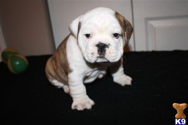 English Bulldog