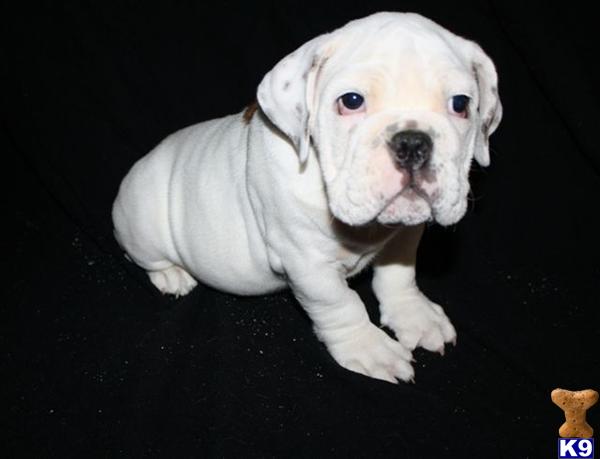 English Bulldog