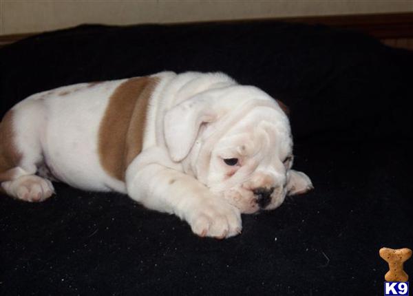 English Bulldog