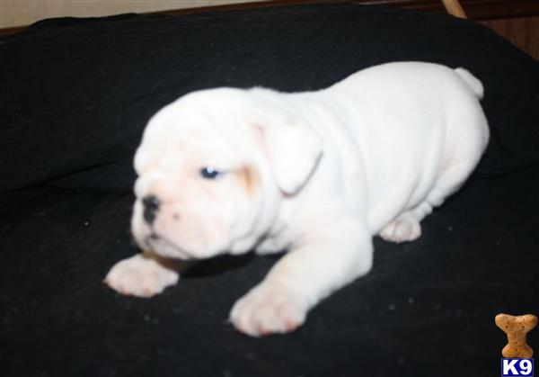 English Bulldog