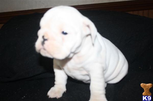 English Bulldog