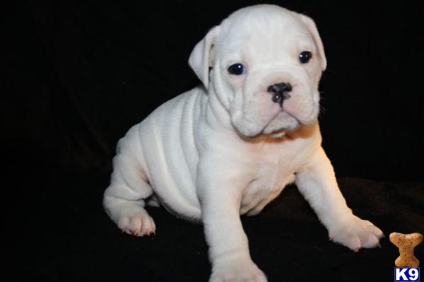 English Bulldog