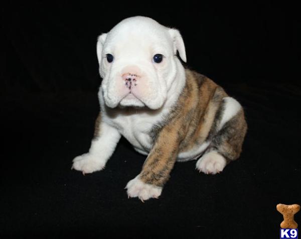 English Bulldog