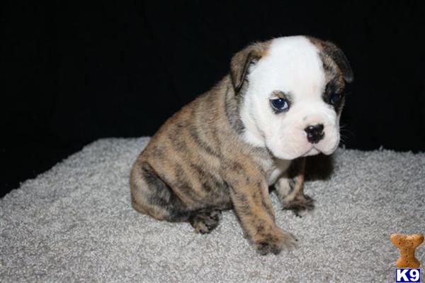 English Bulldog