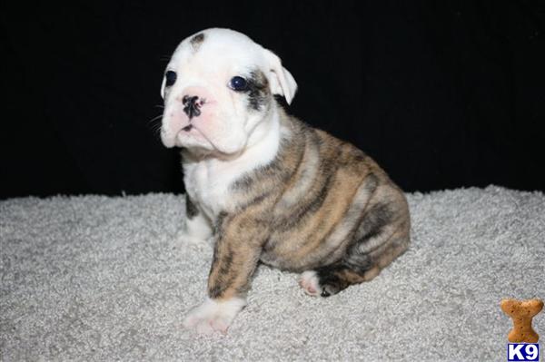 English Bulldog