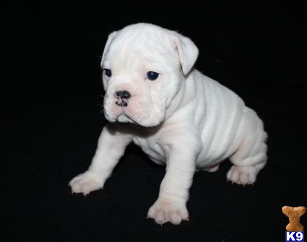 English Bulldog