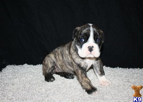 English Bulldog