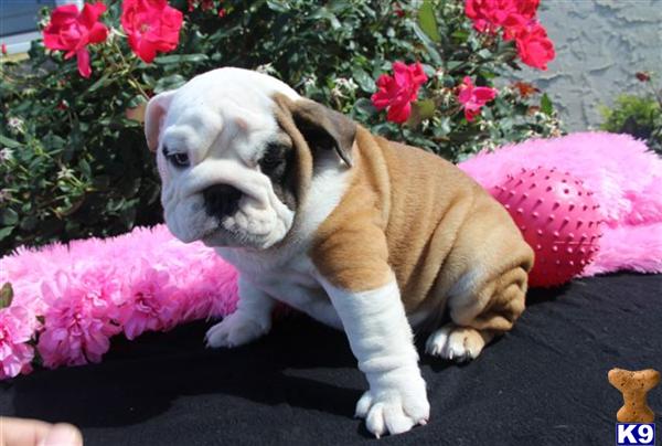 English Bulldog