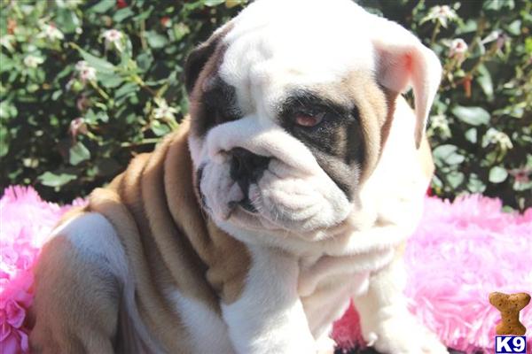 English Bulldog