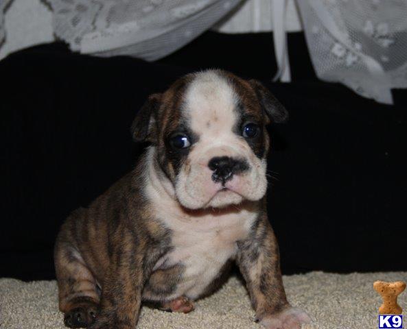 English Bulldog