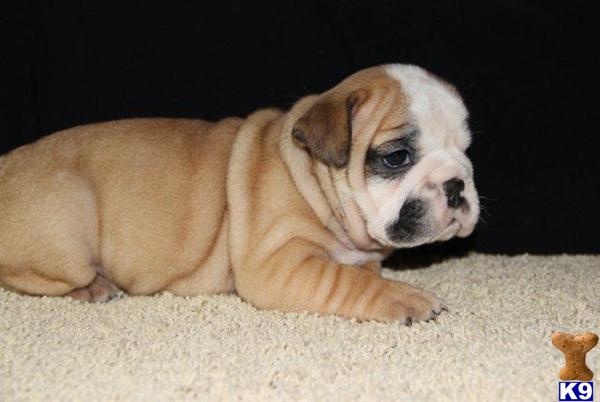 English Bulldog