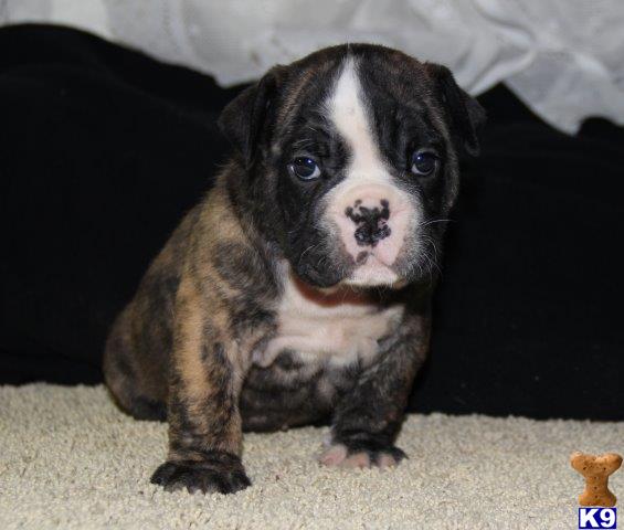 English Bulldog