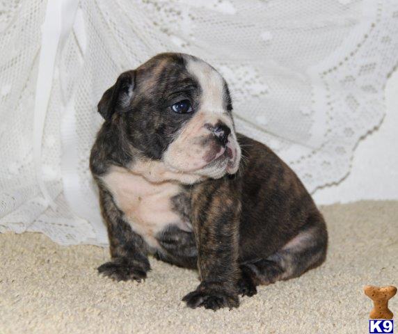 English Bulldog