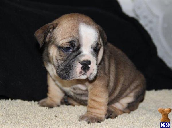 English Bulldog