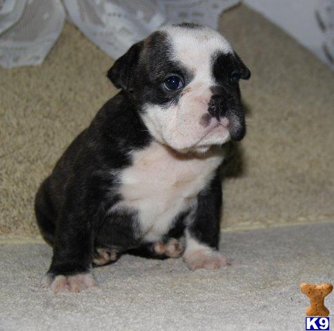 English Bulldog