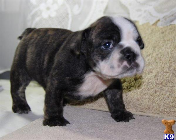 English Bulldog