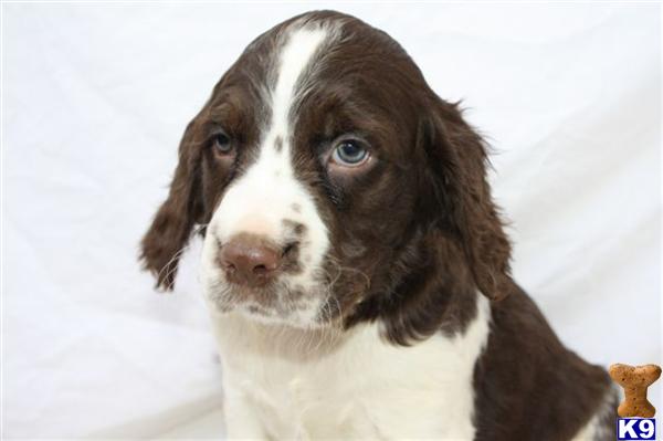 English Shepherd