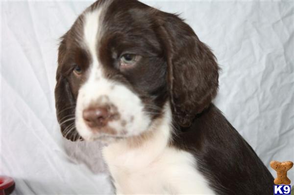 English Springer Spaniel