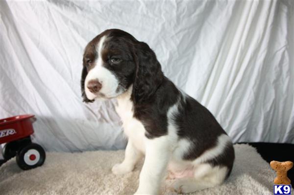 English Springer Spaniel