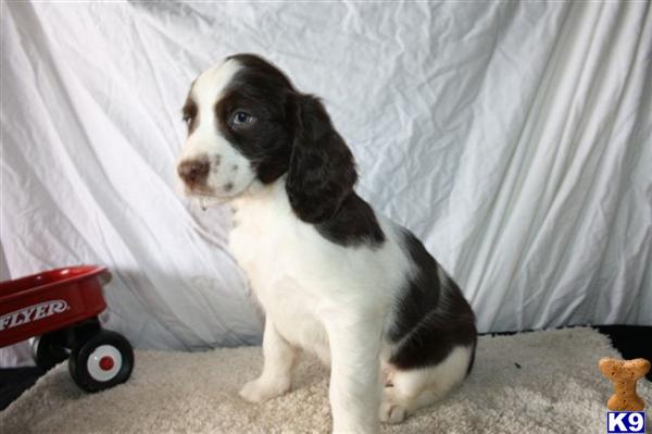 English Springer Spaniel