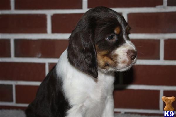 English Springer Spaniel