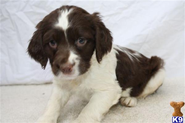 English Springer Spaniel