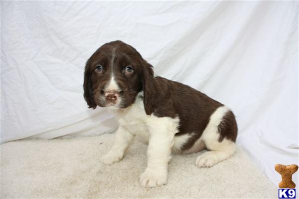 English Springer Spaniel