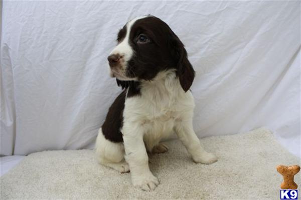 English Springer Spaniel