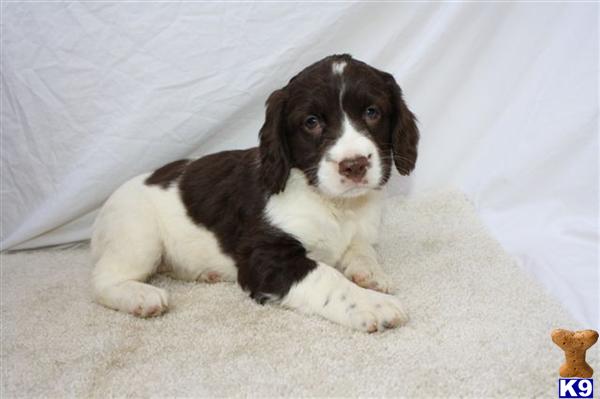 English Springer Spaniel