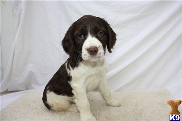 English Springer Spaniel