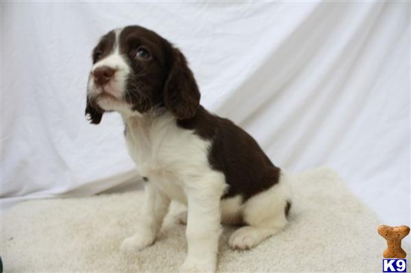 English Springer Spaniel