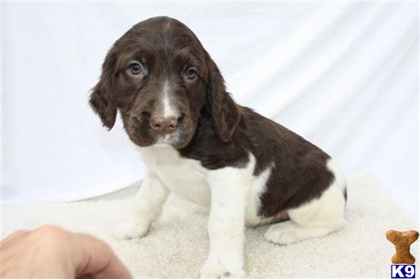 English Springer Spaniel