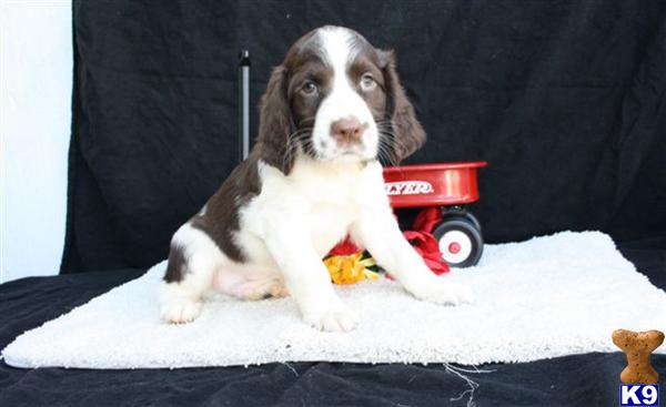 English Springer Spaniel