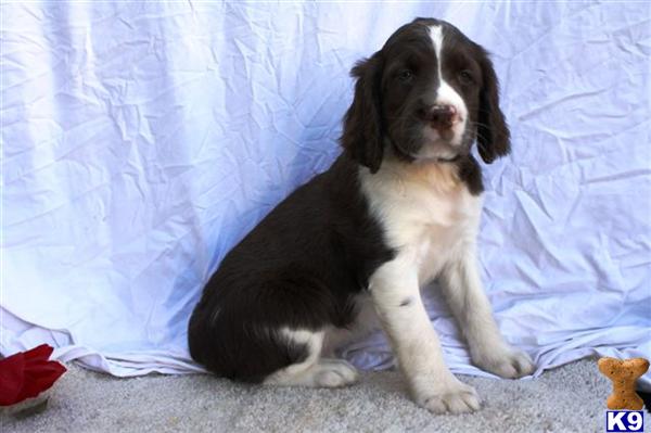 English Springer Spaniel