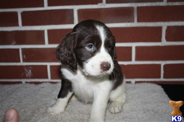 English Springer Spaniel