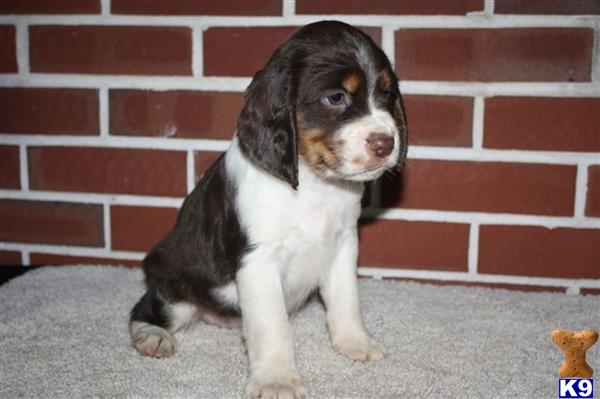 English Springer Spaniel