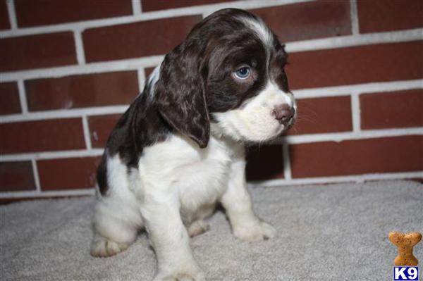 English Springer Spaniel