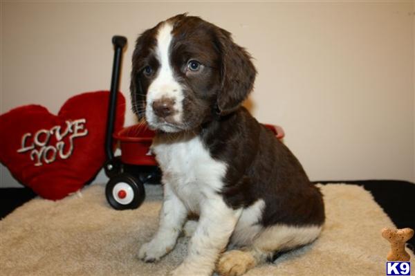 English Springer Spaniel