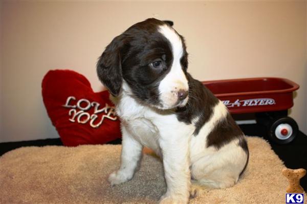 English Springer Spaniel