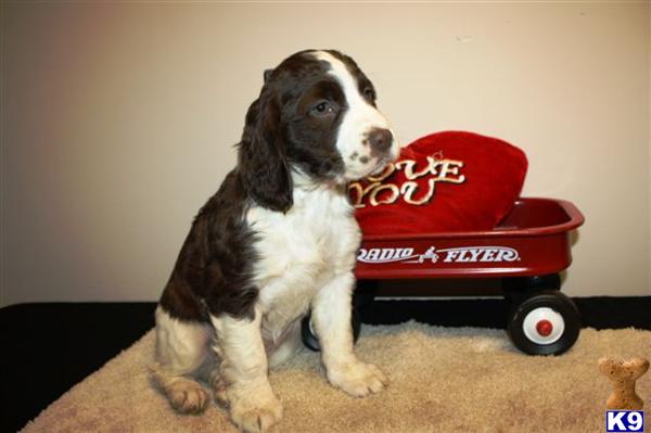 English Springer Spaniel