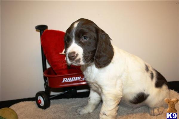 English Springer Spaniel