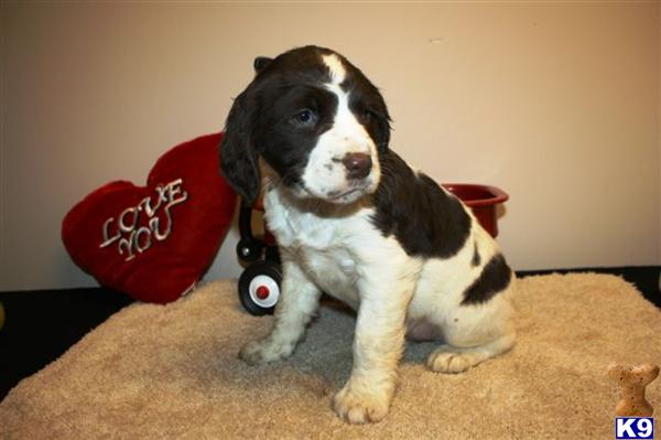 English Springer Spaniel