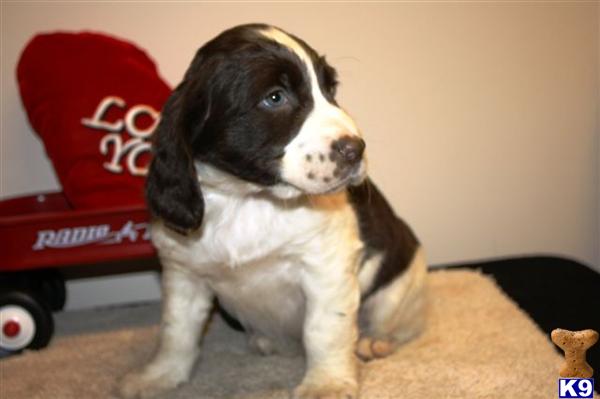 English Springer Spaniel