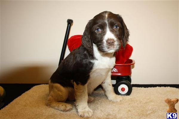 English Springer Spaniel