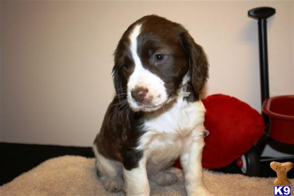 English Springer Spaniel