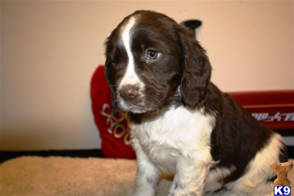 English Springer Spaniel