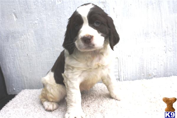 English Springer Spaniel